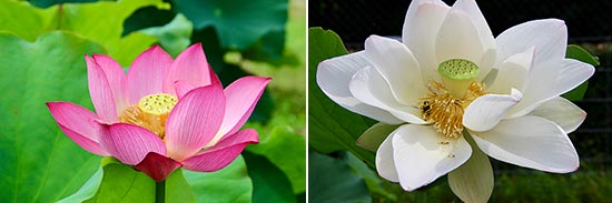 lotus flowers