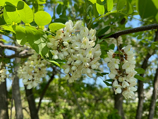 flowers in May